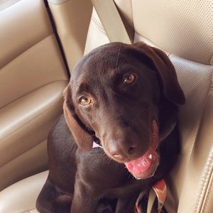 Meet your Posher, Caroline